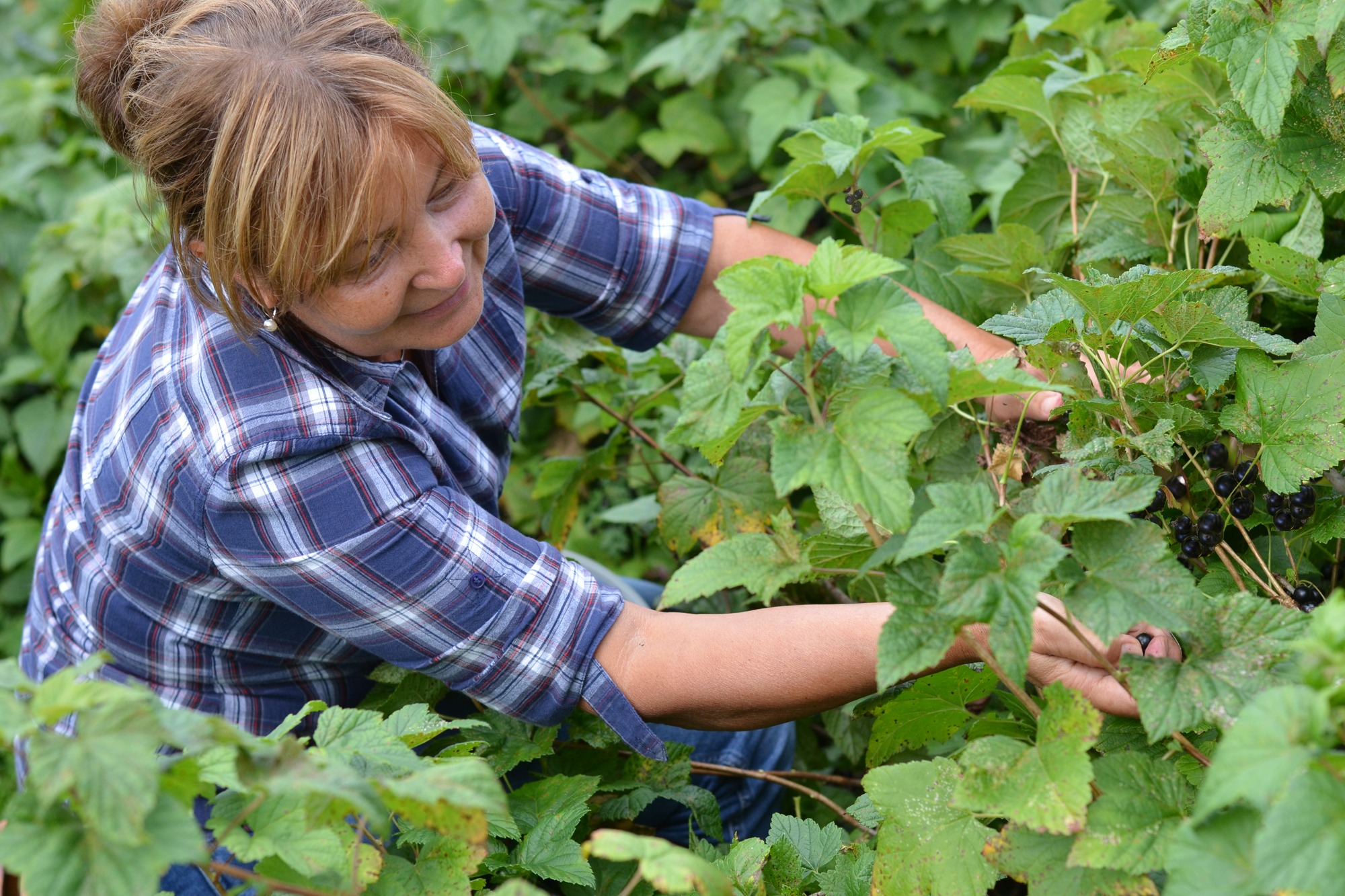 Gimarasten-Bracke-Sweden-Cafe-Restaurant-Picking-Black-Currant.jpg